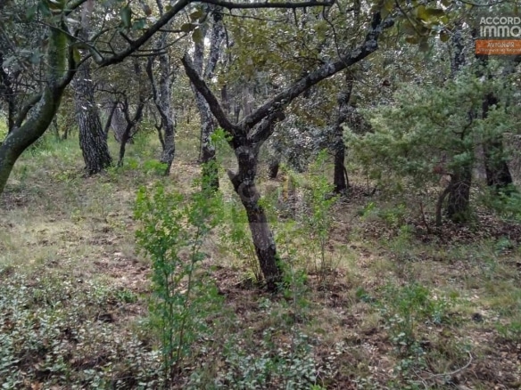 Parcelle boisée composée de chênes aux troncs sombres et noueux avec sous-bois de végétation basse et jeunes pousses vertes. Sol couvert de feuilles mortes et d'herbe rase, quelques pins visibles en arrière-plan à droite.