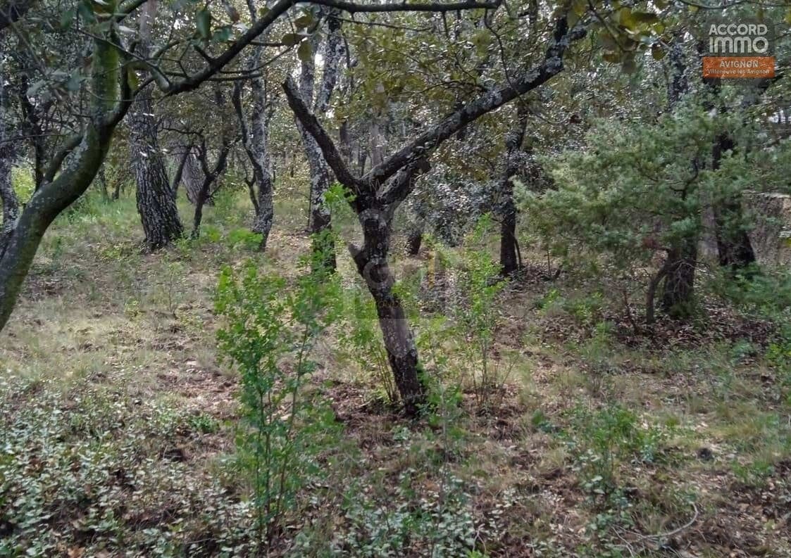Parcelle boisée composée de chênes aux troncs sombres et noueux avec sous-bois de végétation basse et jeunes pousses vertes. Sol couvert de feuilles mortes et d'herbe rase, quelques pins visibles en arrière-plan à droite.