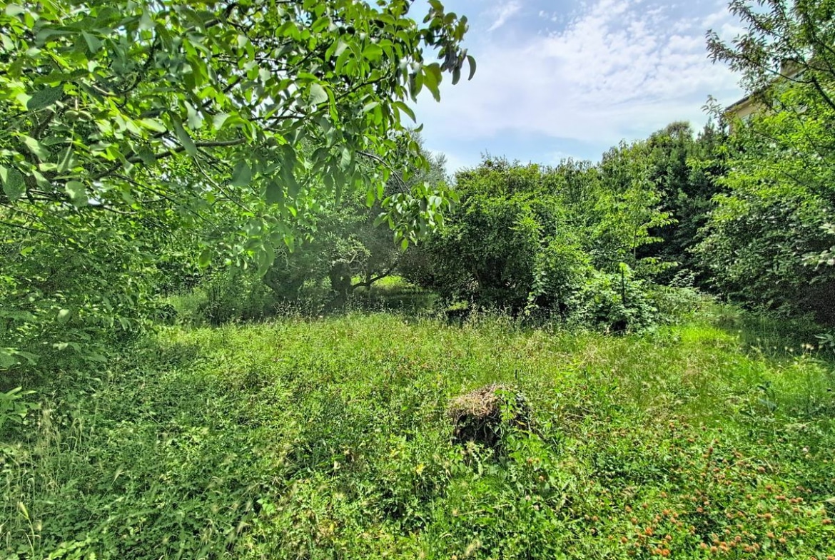 Vaste terrain enherbé avec végétation dense, arbres fruitiers et arbustes en arrière-plan sous un ciel bleu partiellement nuageux. Au centre du jardin, une souche d'arbre ancienne est visible au milieu d'une pelouse non entretenue aux reflets vert vif.