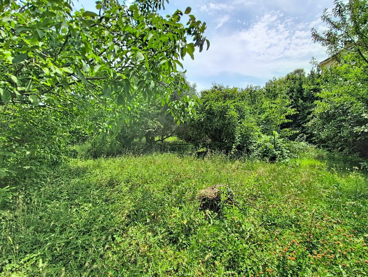 Vaste terrain enherbé avec végétation dense, arbres fruitiers et arbustes en arrière-plan sous un ciel bleu partiellement nuageux. Au centre du jardin, une souche d'arbre ancienne est visible au milieu d'une pelouse non entretenue aux reflets vert vif.